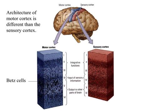 cells of betz|Comparative cellular analysis of motor cortex in human  .